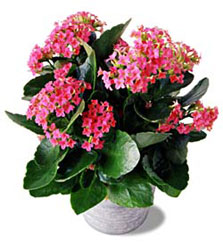 �zel Kalonsoe 25cm uzunluk
