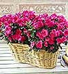 �i�ek�i Dikmen �i�ek servisi , �i�ek�i adresleri  Iki adet a�elya sepette