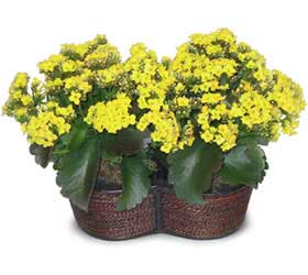 Dikmen �lkad�m �i�ek g�nderme sitemiz g�venlidir  Double Kalanchoe sepette