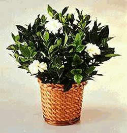 Dikmen ankara �i�ek sipari�i �i�ek g�nderme  Gardenia Plant ithal saksi