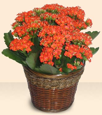 ankara �i�ek�i Dikmen ucuz �i�ek g�nder  Large Kalanchoe in Basket