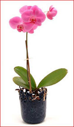 Ankara Dikmen M�rselulu� hediye �i�ek yolla  Phalaenopsis Orchid Plant