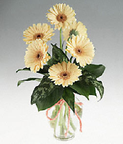 Dikmen Naci�ak�r �i�ek�i ma�azas�  cam yada mika vazoda 9 adet gerbera