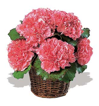 k���k sepette  karanfiller  Dikmen �lkad�m �i�ek g�nderme sitemiz g�venlidir 