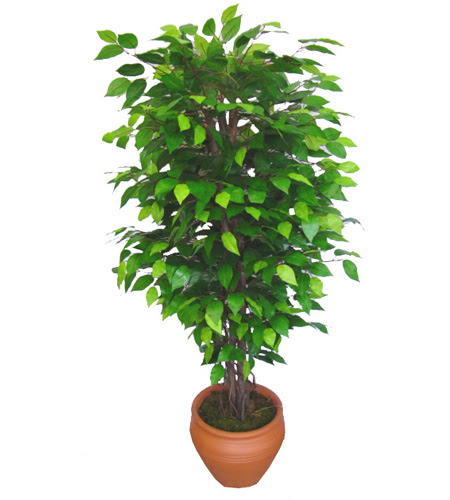 Ficus Benjamin 1,50 cm  ankara �i�ek yolla Dikmen malazgirt �i�ek�i telefonlar� 