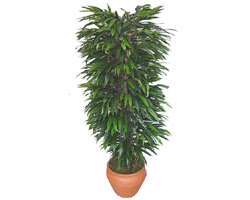 Dikmen ankara �i�ek ma�azas� , �i�ek�i adresleri  �zel Mango 1,75 cm y�ksekliginde