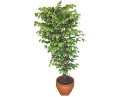 Ficus zel Starlight 1,75 cm  Dikmen Harbiye ankara nternetten iek siparii 