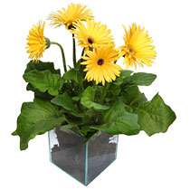 9 adet gerbera �i�egi ve cam tanzim Dikmen Harbiye ankara �nternetten �i�ek sipari�i 
