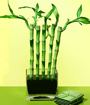Dikmen ankara �i�ek sipari�i �i�ek g�nderme  Bonsai 7 Yas civari