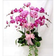 Dikmen �lkad�m �i�ek g�nderme sitemiz g�venlidir  3 adet saksi orkide  - ithal cins -
