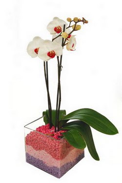 Ankara Dikmen iek yolla  tek dal cam yada mika vazo ierisinde orkide