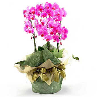 Dikmen Keklikpnar iek siparii vermek  2 dal orkide , 2 kkl orkide - saksi iegidir
