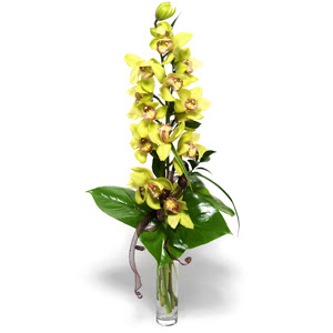 Dikmen cicek , cicekci  1 dal orkide iegi - cam vazo ierisinde -
