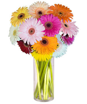A�a�� Dikmen ankara �i�ek�i telefonlar� yurti�i ve yurtd��� �i�ek sipari�i  Farkli renklerde 15 adet gerbera �i�egi