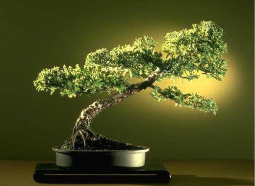 ithal bonsai saksi �i�egi �i�ek�i Dikmen �i�ek servisi , �i�ek�i adresleri 