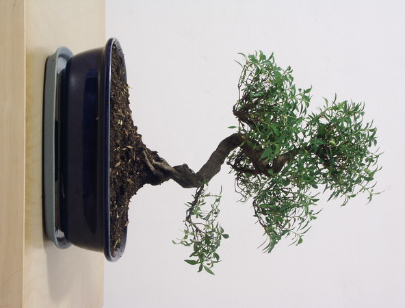ithal bonsai saksi iegi Ankara iek sat Dikmen online ieki , iek siparii 