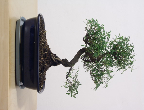 ithal bonsai saksi �i�egi Ankara �i�ek sat��� Dikmen online �i�ek�i , �i�ek sipari�i 