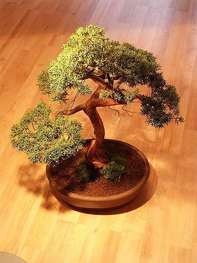 ithal bonsai saksi iegi Ankara Dikmen Mrselulu hediye iek yolla 