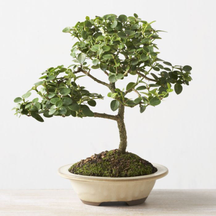 ithal bonsai saksi �i�egi Dikmen Metin Akku� �i�ek sat��� , �i�ek�i , �i�ek�ilik 