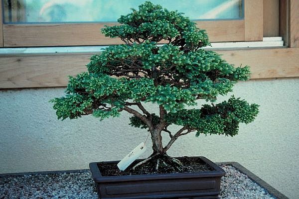 ithal bonsai saksi �i�egi Dikmen ankara �i�ek sipari�i �i�ek g�nderme 