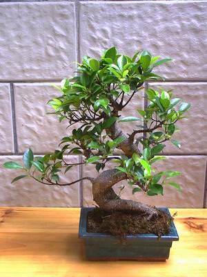 ithal bonsai saksi �i�egi �i�ek�i ankara Dikmen �i�ek sat��� 