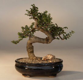 ithal bonsai saksi �i�egi Dikmen ankara �i�ek sipari�i �i�ek g�nderme 