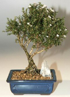 �ve�ler Dikmen anneler g�n� �i�ek yolla  ithal bonsai saksi �i�egi Ankara Dikmen �lker �i�ek yolla , �i�ek g�nder , �i�ek�i  