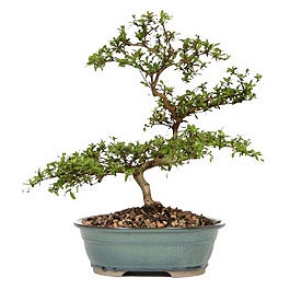 Dikmen Keklikpnar iek siparii vermek  ithal bonsai saksi iegi Ankara Dikmen Osmantemiz online iek gnderme sipari 