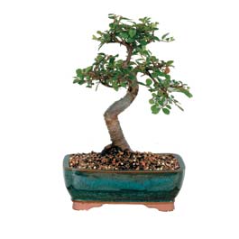 Dikmen Keklikp�nar� �i�ek online �i�ek sipari�i  ithal bonsai saksi �i�egi Ankara Dikmen Osmantemiz online �i�ek g�nderme sipari� 
