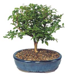 �i�ek�i Dikmen �i�ek servisi , �i�ek�i adresleri  ithal bonsai saksi �i�egi Ankara Dikmen �ve�ler �i�ek�iler 