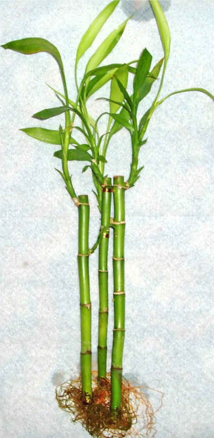Lucky Bamboo 3 adet vazo hediye edilir  Dikmen Harbiye ankara nternetten iek siparii 