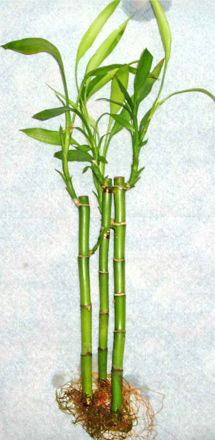 Lucky Bamboo 3 adet vazo hediye edilir  Dikmen Harbiye ankara �nternetten �i�ek sipari�i 