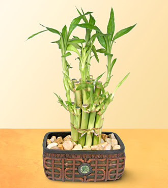 Lucky Bamboo  saksi �i�egi Ankara Dikmen �lker �i�ek yolla , �i�ek g�nder , �i�ek�i  