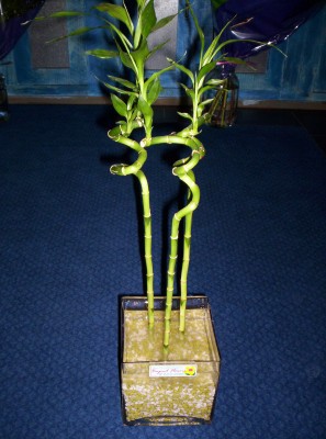 Lucky Bamboo 3 adet saksi �i�egi Dikmen �lkad�m �i�ek g�nderme sitemiz g�venlidir 
