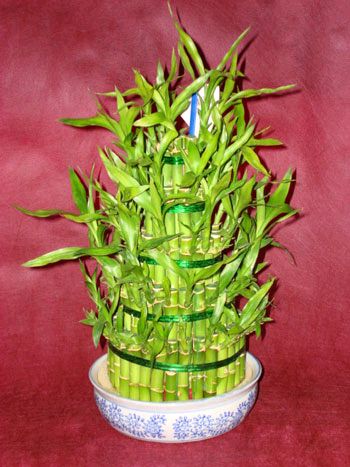 Lucky Bamboo sans melegi �i�egi Dikmen ankara �i�ek ma�azas� , �i�ek�i adresleri 