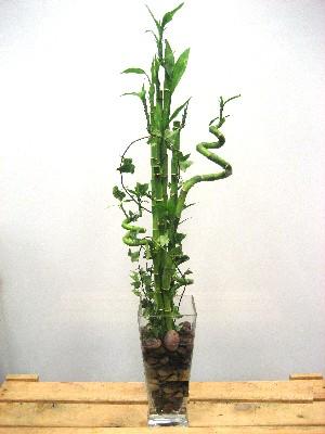 Lucky Bamboo sans melegi �i�egi Dikmen Harbiye ankara �nternetten �i�ek sipari�i 