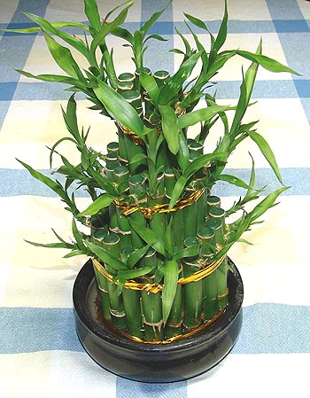 Lucky Bamboo sans melegi �i�egi Yukar� Dikmen ankara �i�ekleri g�venli kaliteli h�zl� �i�ek 