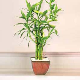 Lucky Bamboo sans melegi �i�egi Dikmen Metin Akku� �i�ek sat��� , �i�ek�i , �i�ek�ilik 