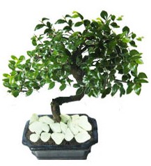9 yasinda Bonsai agaci Dikmen sokullu ankara internetten �i�ek sat��� 
