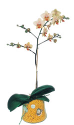 Ankara Dikmen �lker �i�ek yolla , �i�ek g�nder , �i�ek�i   Phalaenopsis Orkide ithal kalite