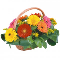 sepet i�erisinde 11 adet gerbera Ankara Dikmen kaliteli taze ve ucuz �i�ekler 
