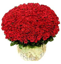 501 adet k�rm�z� g�l aranjman� Ankara Dikmen �lker �i�ek yolla , �i�ek g�nder , �i�ek�i  