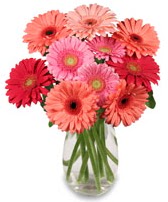 vazo i�erisinde 13 adet gerbera �i�e�i Dikmen ankara �i�ek ma�azas� , �i�ek�i adresleri 