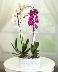 1 dal beyaz 1 dal mor yerli orkide saksda ankara ieki Dikmen ucuz iek gnder 
