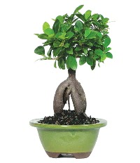 Bonsai saks� �i�e�i Dikmen ankara �i�ek ma�azas� , �i�ek�i adresleri 