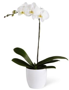 1 dall beyaz orkide Dikmen ankara iek siparii iek gnderme 