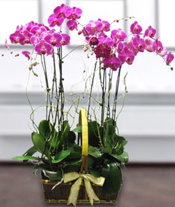 4 dall mor orkide Ankara Dikmen iek siparii sitesi 
