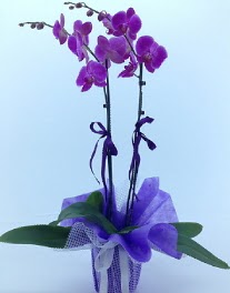 2 dall mor orkide Dikmen Naciakr ieki maazas 