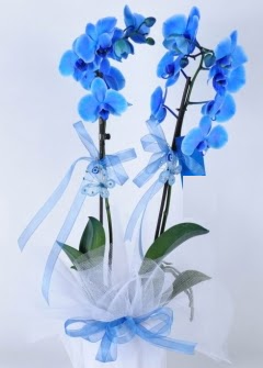 2 dall mavi orkide Ankara Dikmen kaliteli taze ve ucuz iekler 