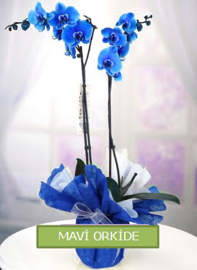 2 dall mavi orkide Yukar Dikmen ankara iekleri gvenli kaliteli hzl iek 